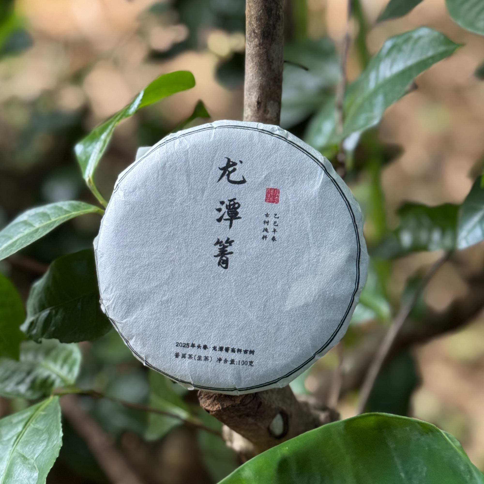 2025年 龙潭箐高杆古树纯料 头春头采普洱茶生茶 100克饼（带茶样）