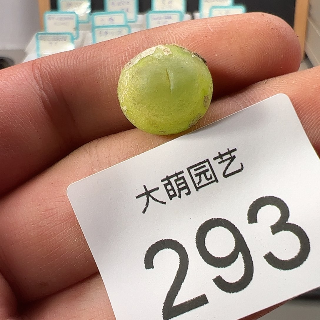 0000293 一物一拍……