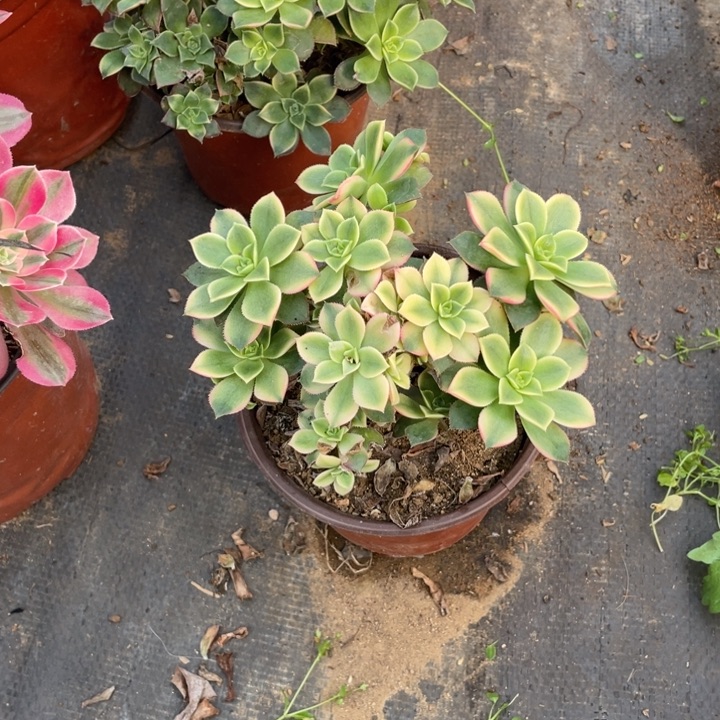 126艳日辉法师断枝不售后