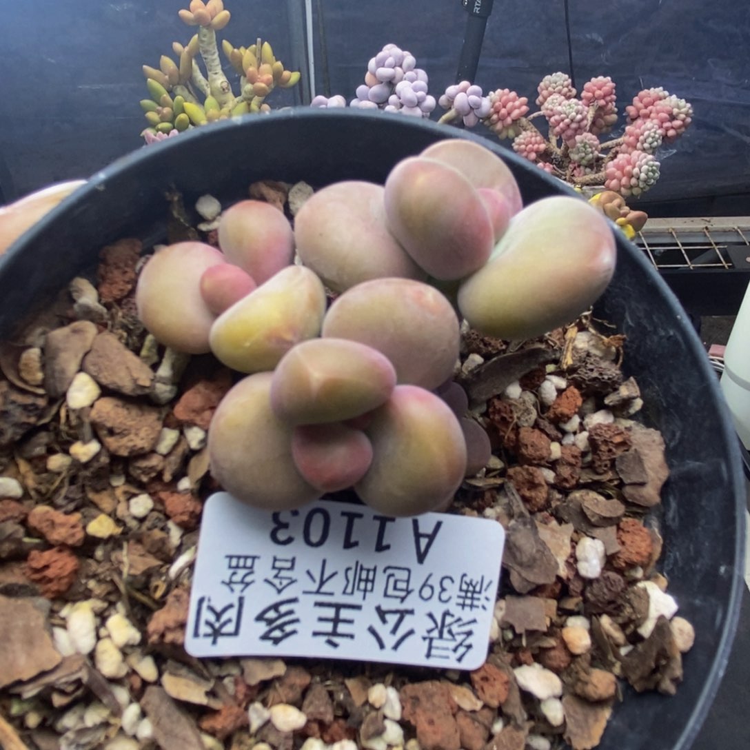 103芒果奶kk奶多肉5c m