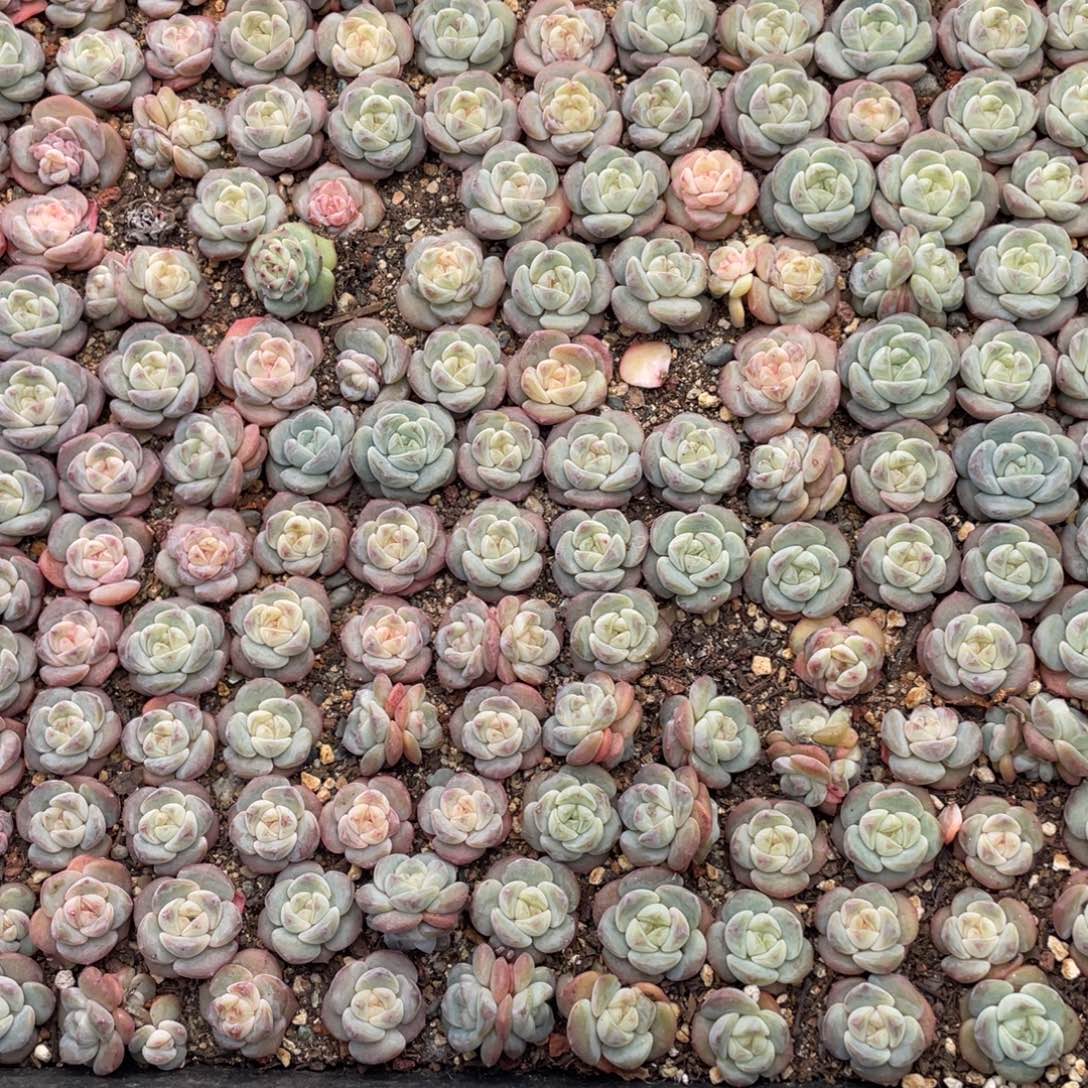 云糖心多肉植物205