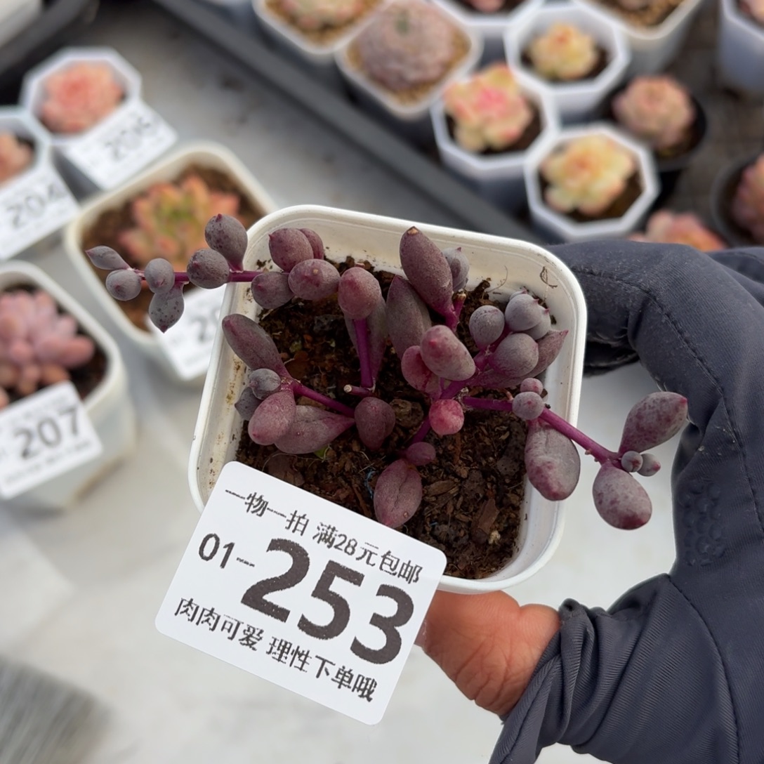 紫泡泡无盆土发货