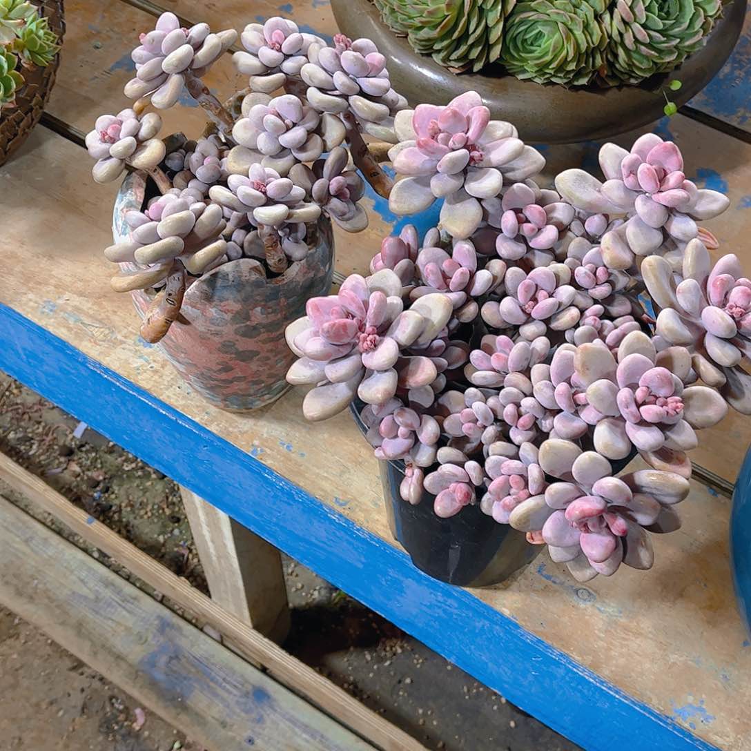 y****米多肉老桩