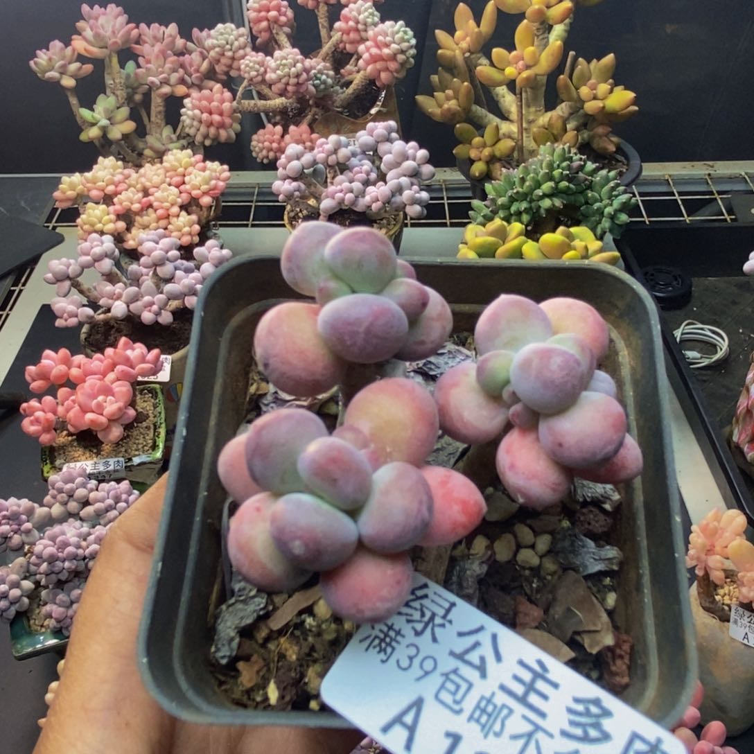 385苹果奶一代多肉4c m