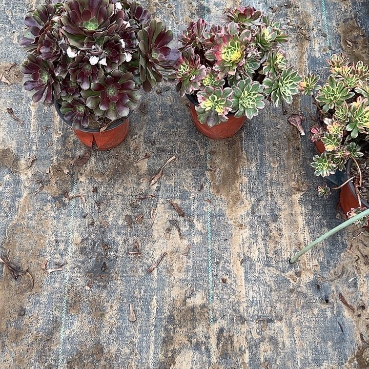 不包侧枝一物一拍34