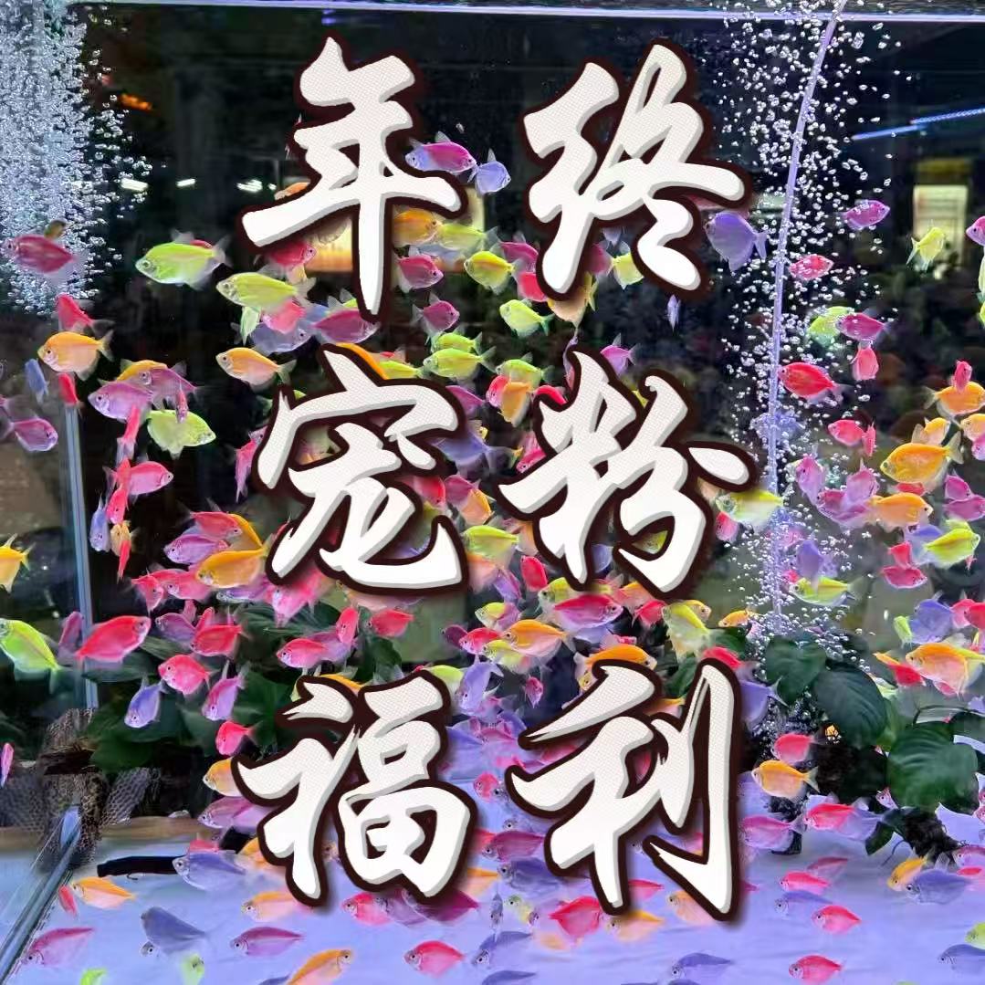 七彩天使鱼热带小型淡水鱼群游混养好养耐活斑马鱼好养的鱼观赏鱼