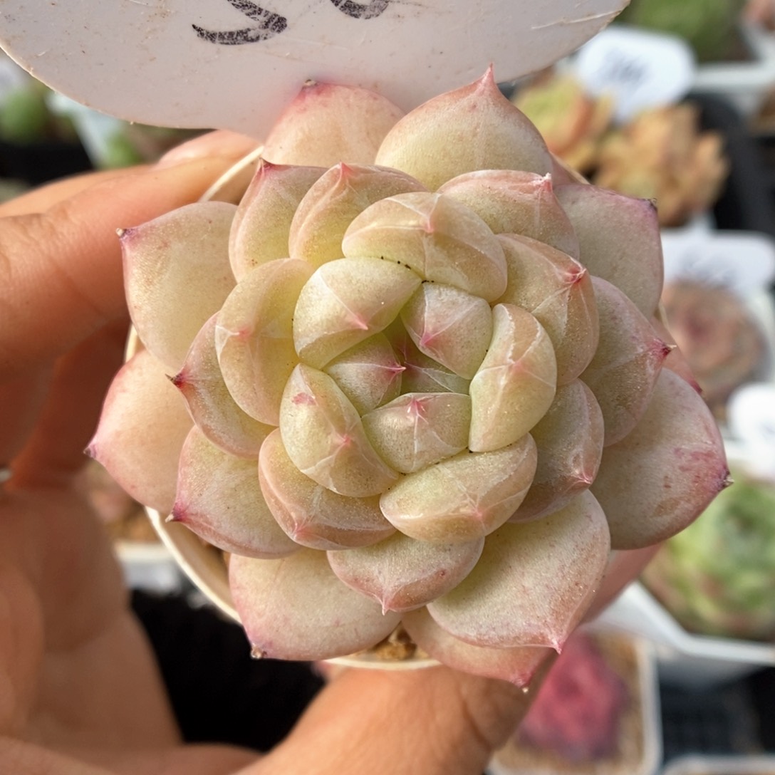 糖心珍妮可拍580号。