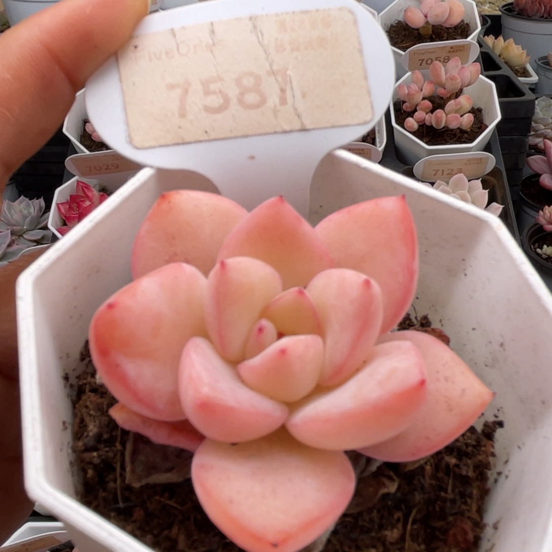 草莓泡芙7587-5.0厘米