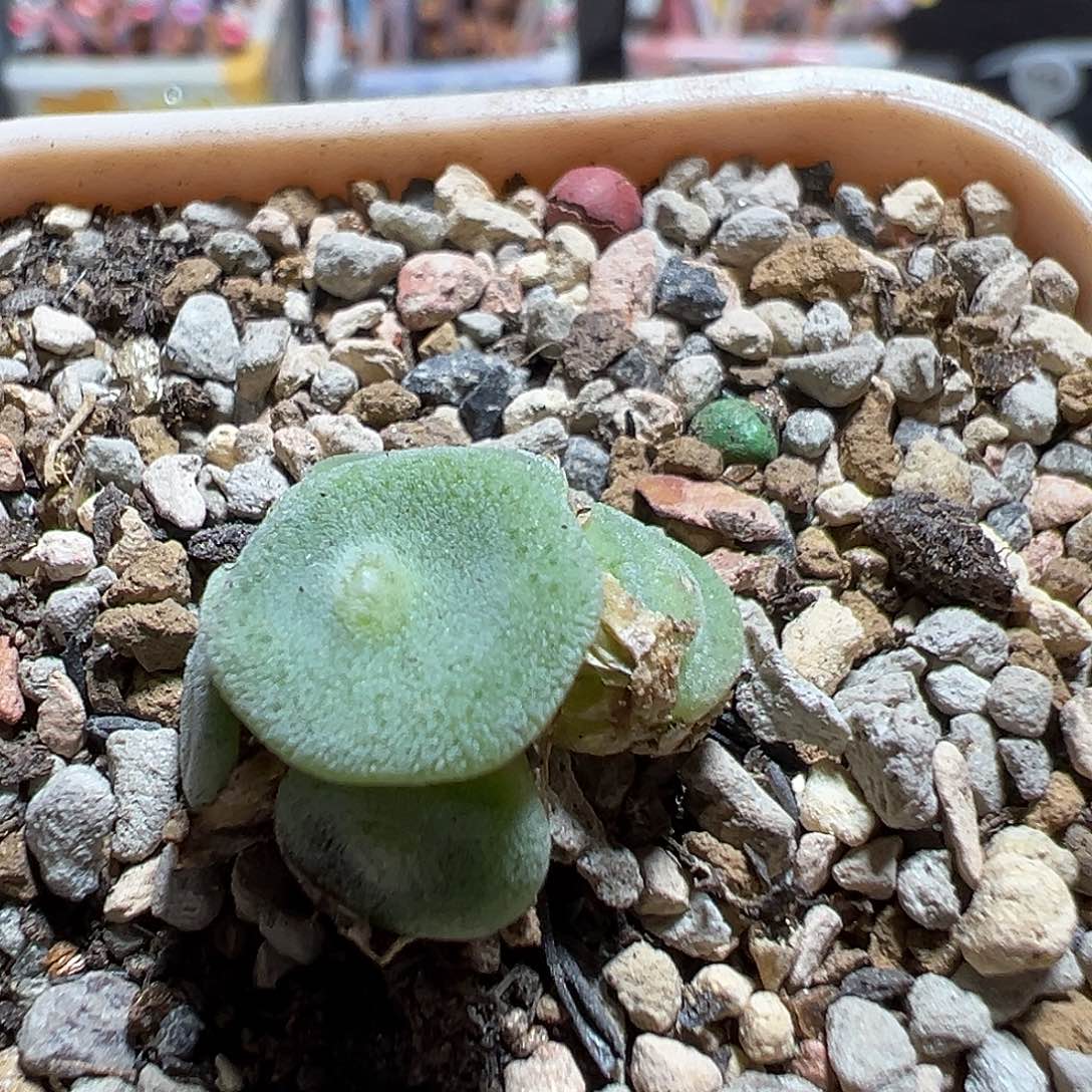 绿豆糕毛饼6头好看
