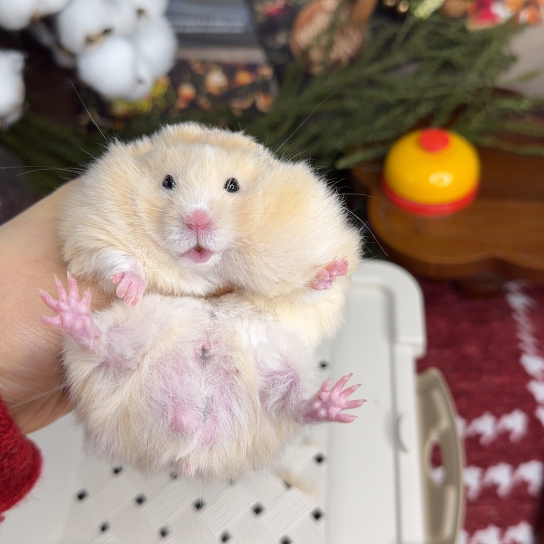 面纹黄弟弟11.08生日