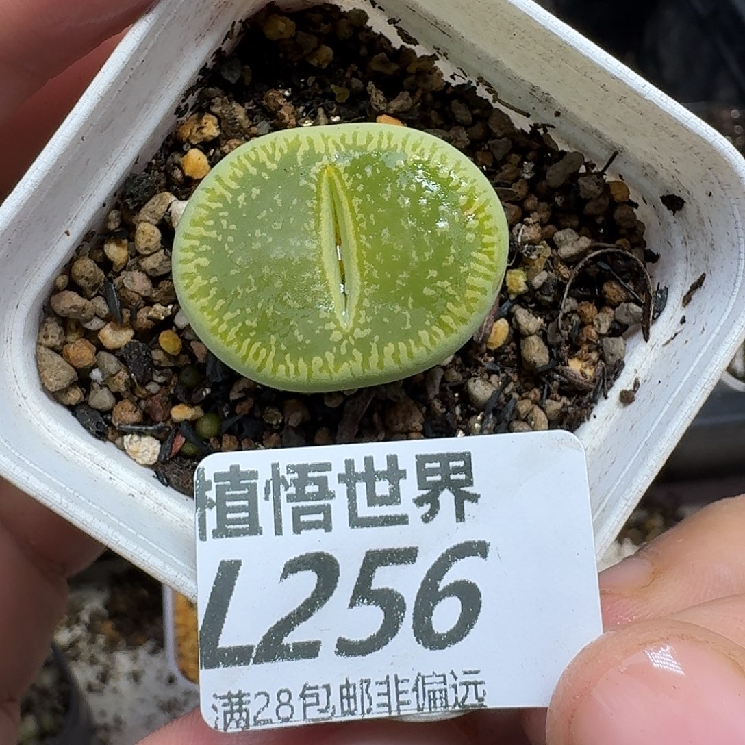 多肉植物的润泽cbb