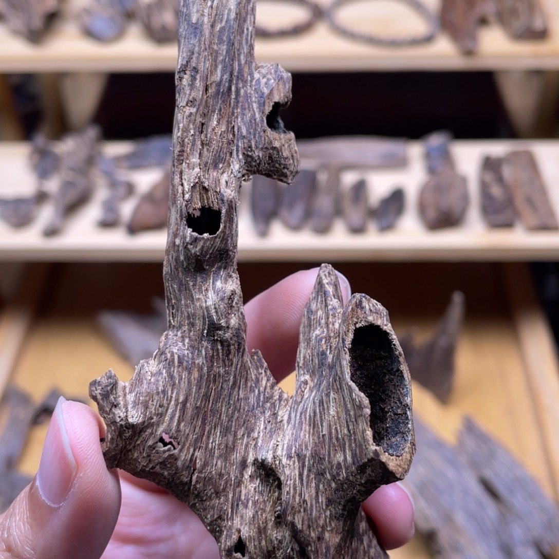 6.8克海南大山淳化老野料