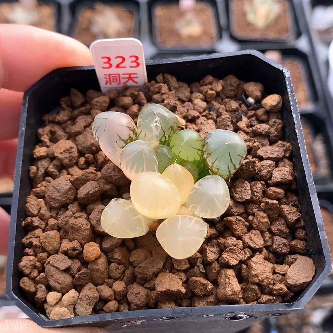 红陶323号灵犀玉露锦一物一拍