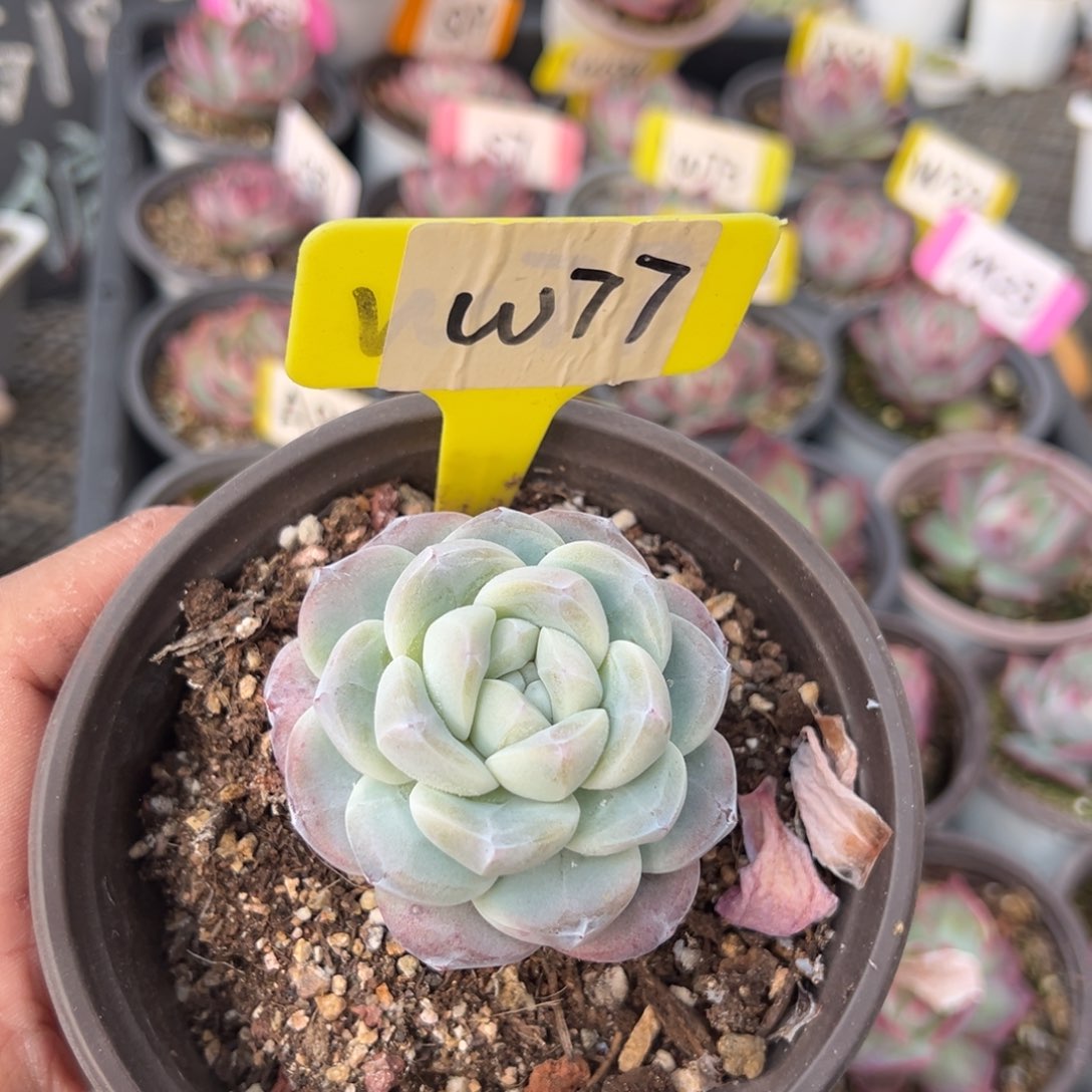 W77冰玉单头老桩多肉