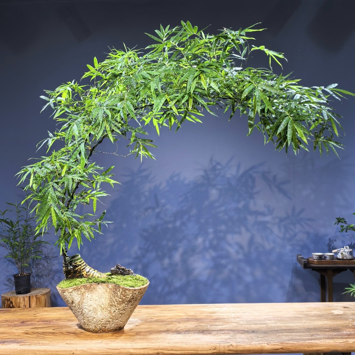 小叶簕竹生桩根苗裸根文雅青秀四季常绿禅意室内观景竹子盆栽盆景