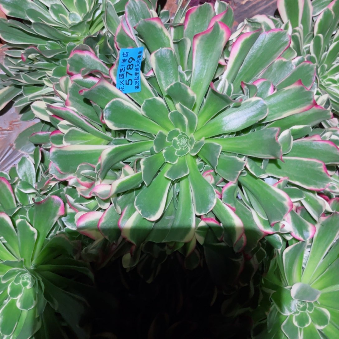 雨花石5789多肉植物