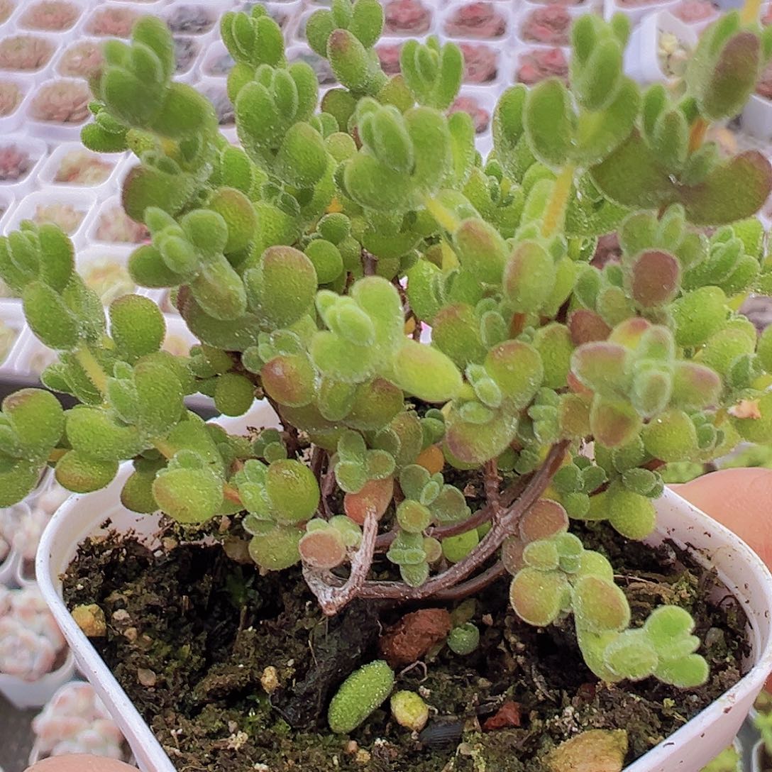莱斯枝干19包邮多肉