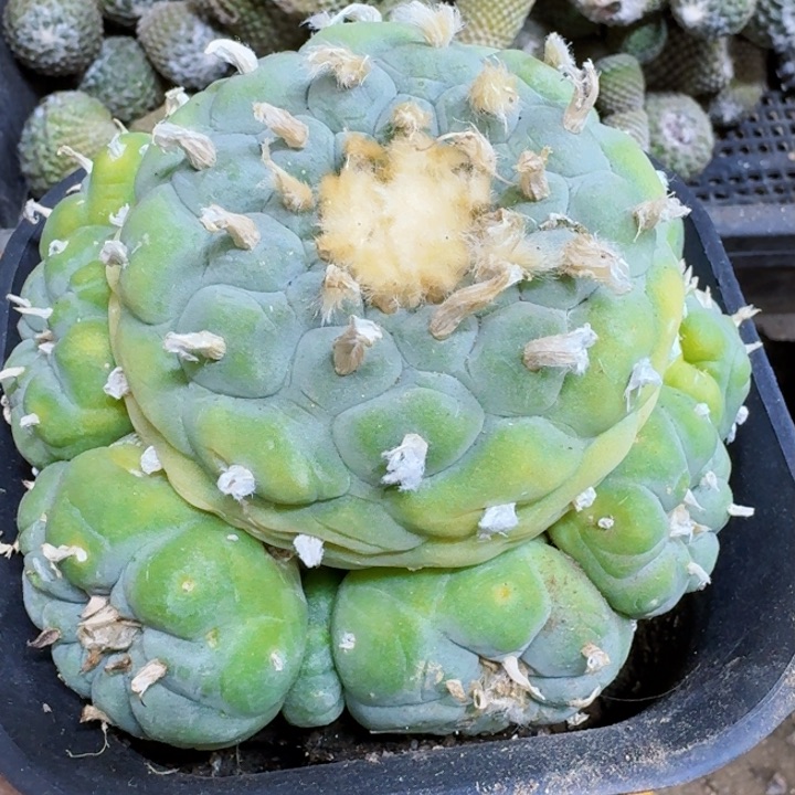 福利自根大银锦群018