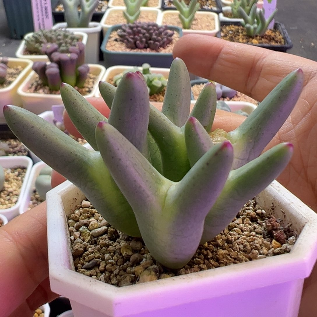 优选叉子皮卡丘 肉锥植物