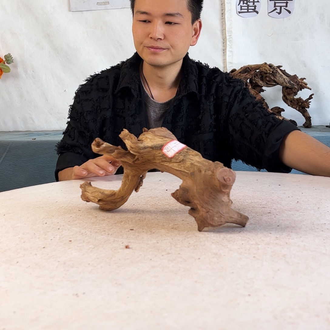 沉木造景爬宠造景