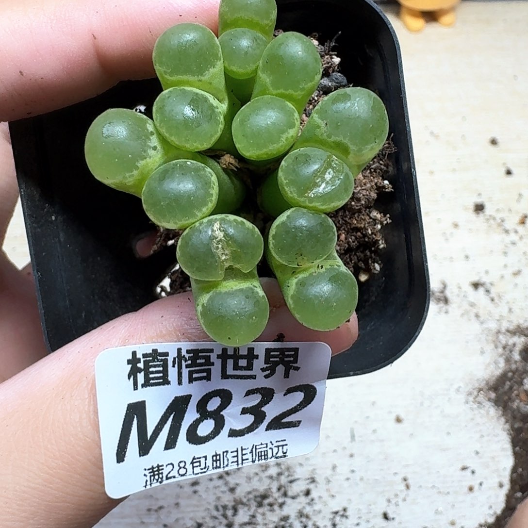 多肉植物的润泽我的