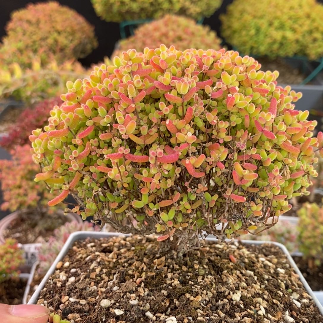 1763蜜橘糖球 。       