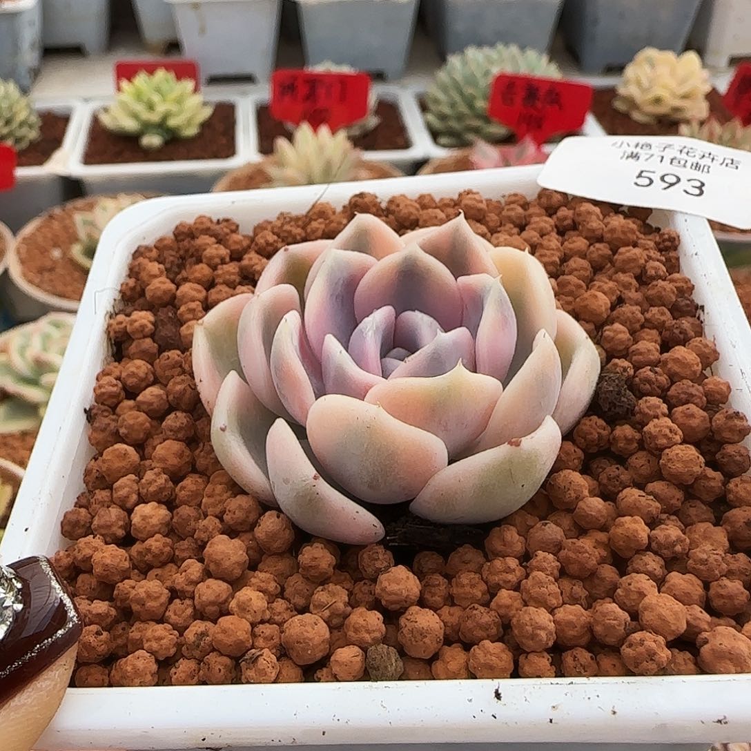 593汉堡锦多肉植物