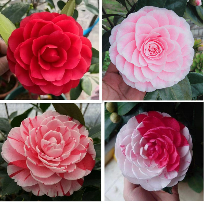 五色赤丹茶花多色好养室内外植物盆栽庭院阳台花卉好养活木本老桩