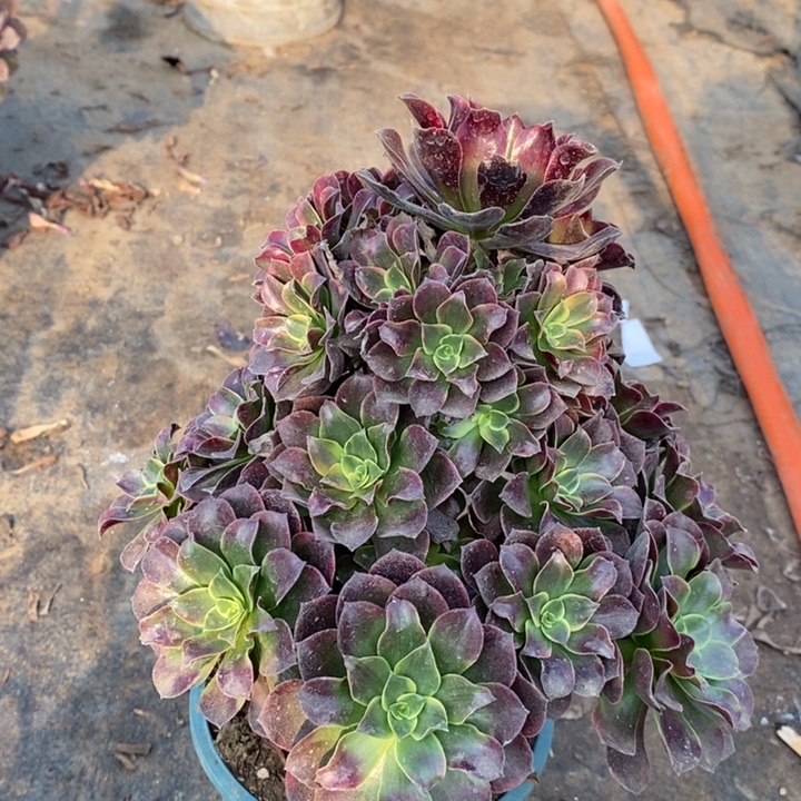 金丝雀多肉植物2。 