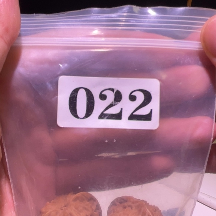 鱼***鱼吊坠文玩核桃022满天星