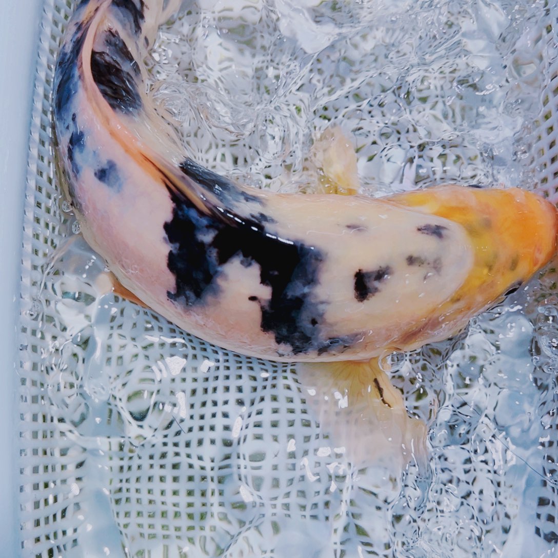 海水鱼锦鲤观赏鱼193