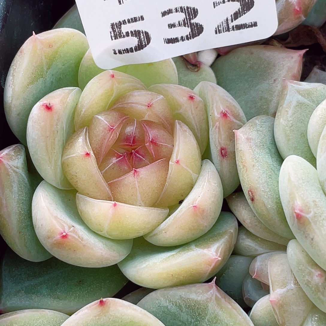 532吧我的天啊我的天呀好