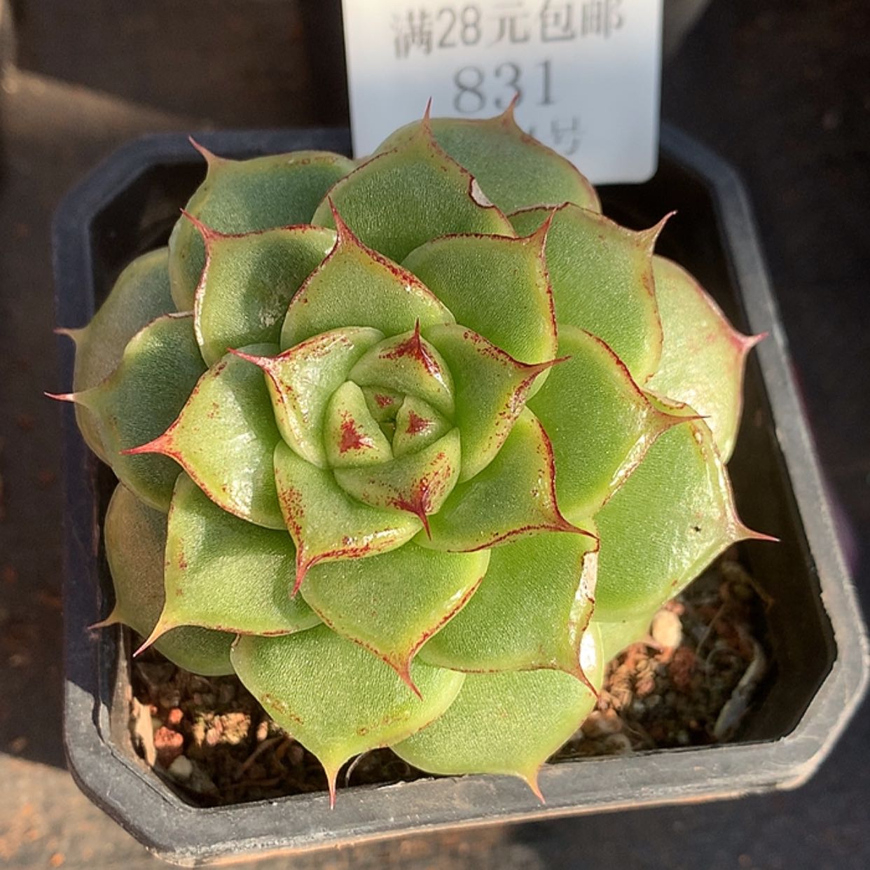 【闪购商品】云831号清风珍妮7厘米