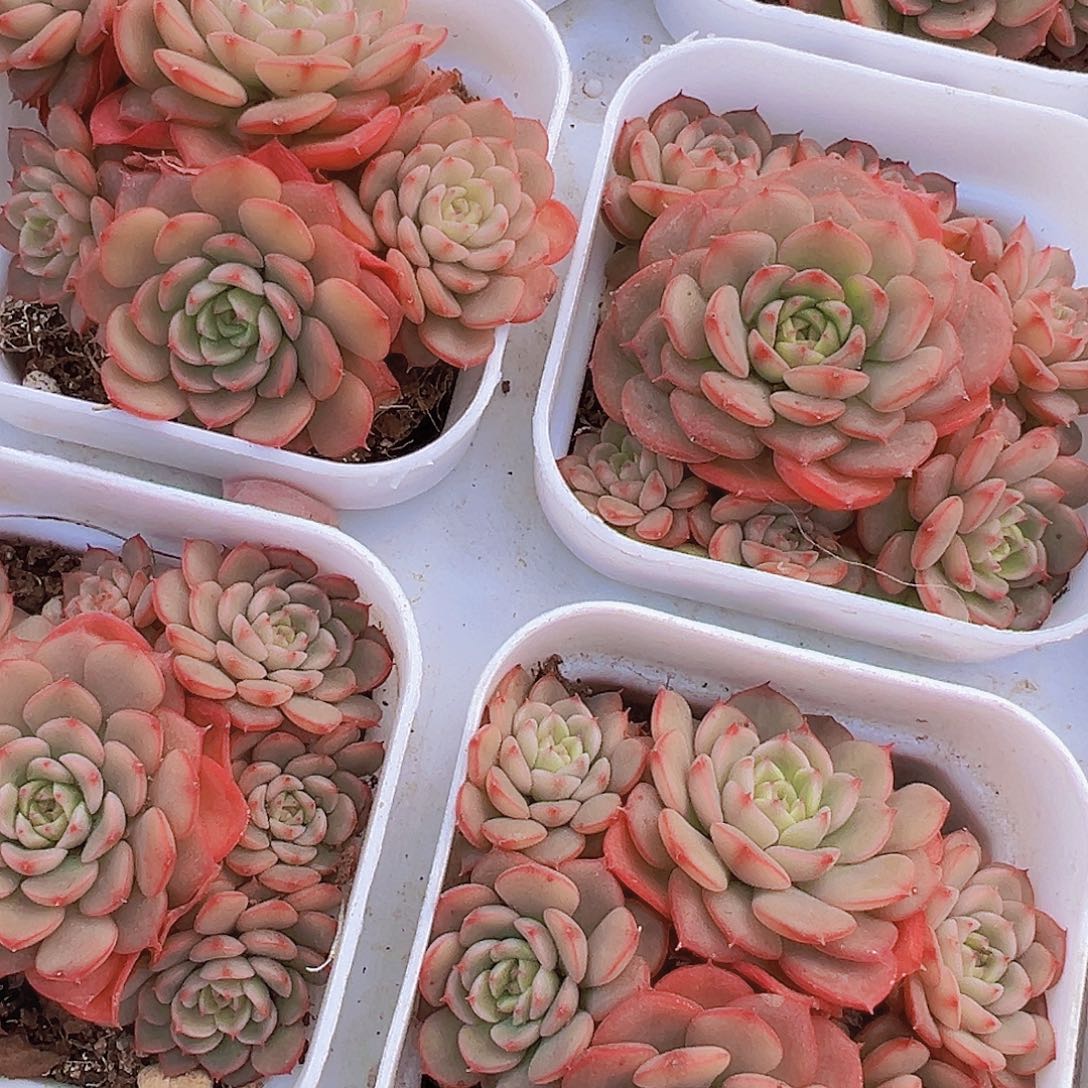 糖果宝贝群19包邮