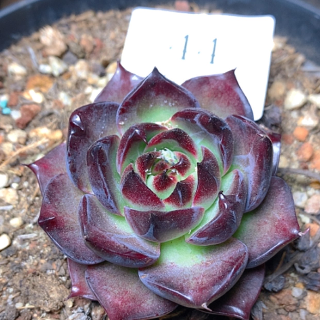 【闪购商品】云44月黑武士