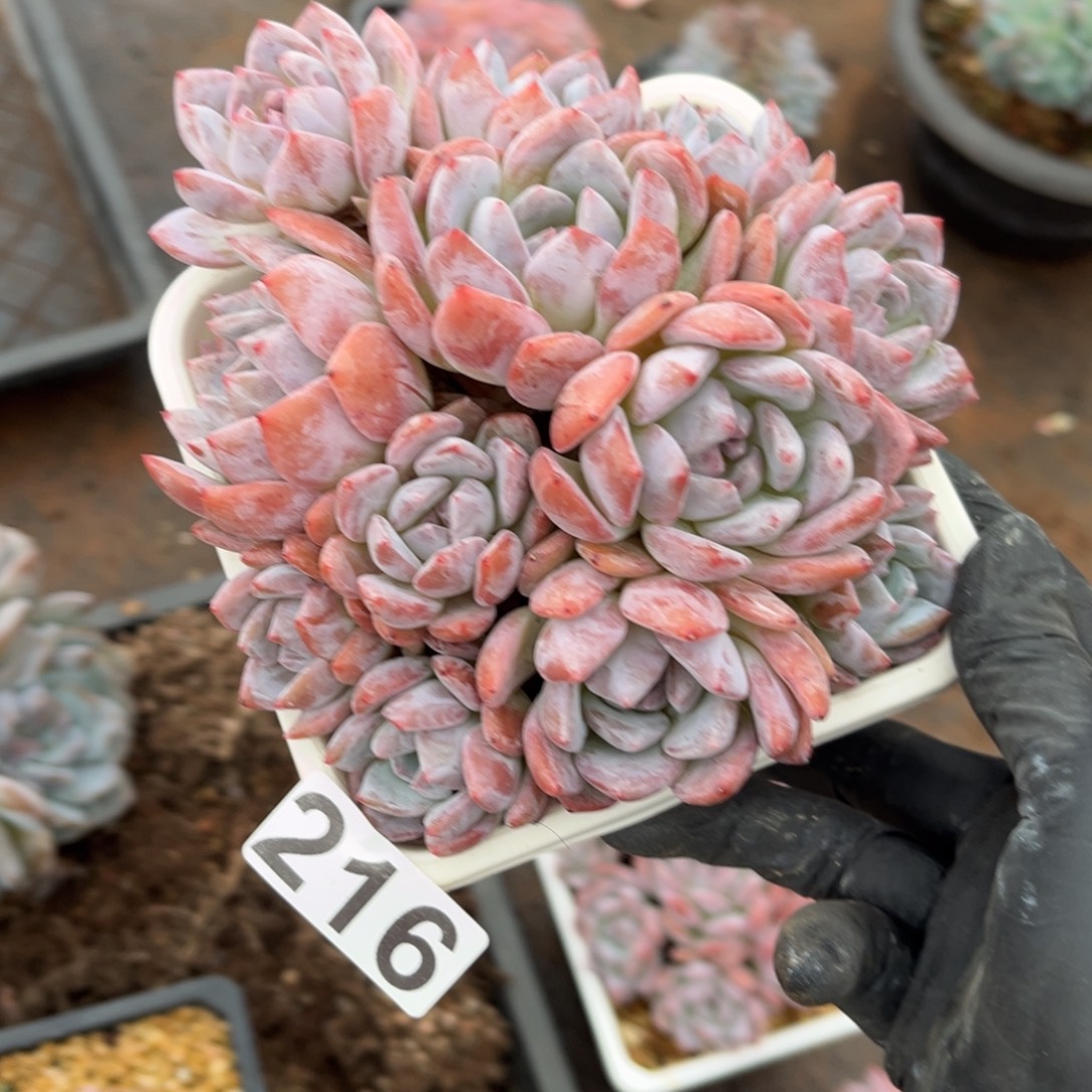 216号新疆西藏内蒙古不包邮