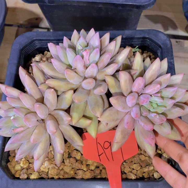 在家干吗你现在不说话