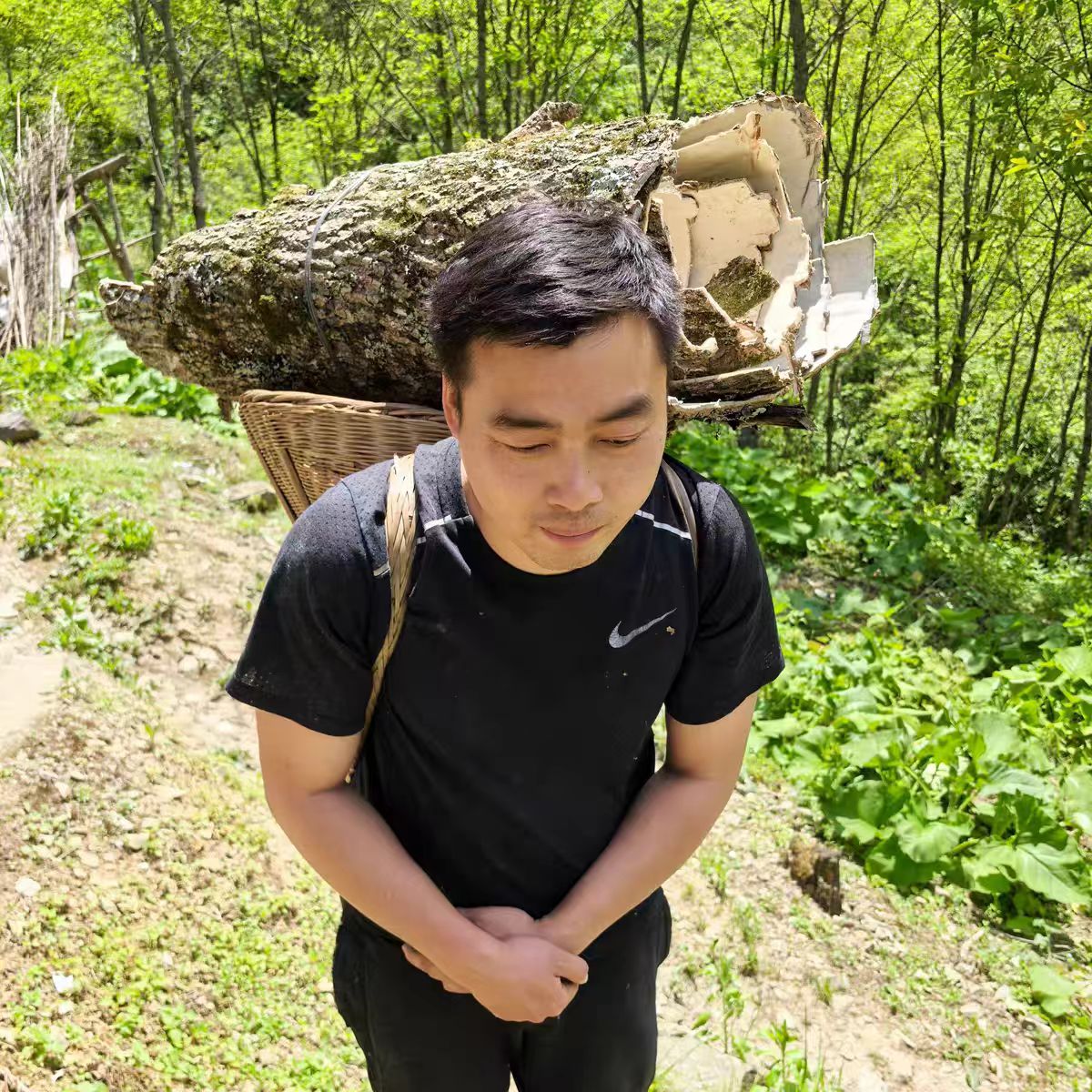 秦岭深山【泡酒 煲汤 泡茶】野生五十年老杜仲皮