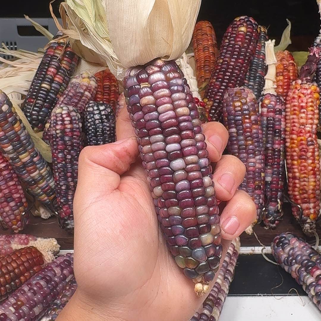 小***妞吊坠柏香籽/百香籽