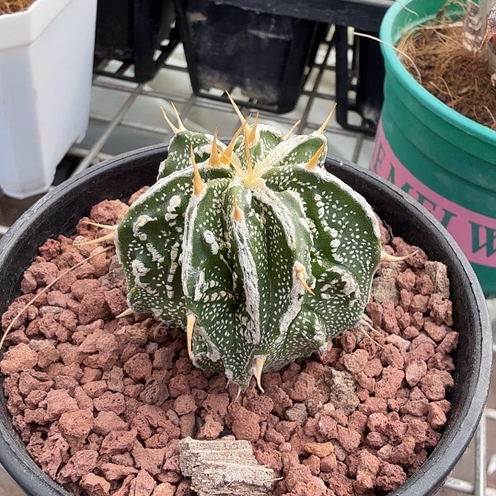 指纹般洛实生3仙人球