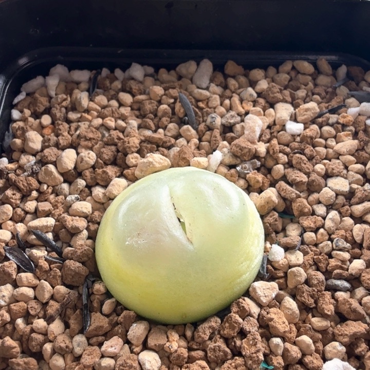 .19日系拉登 2.3厘米 带盆发