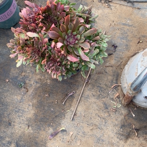 娜迦女王缀9多肉植物法师