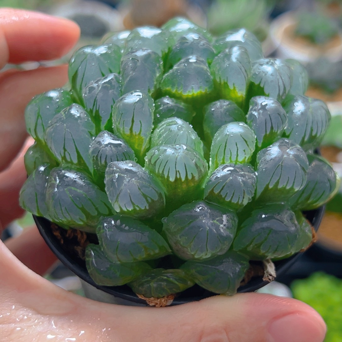 995多肉植物一颗多肉