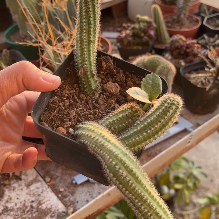 仙人球一物一拍自根