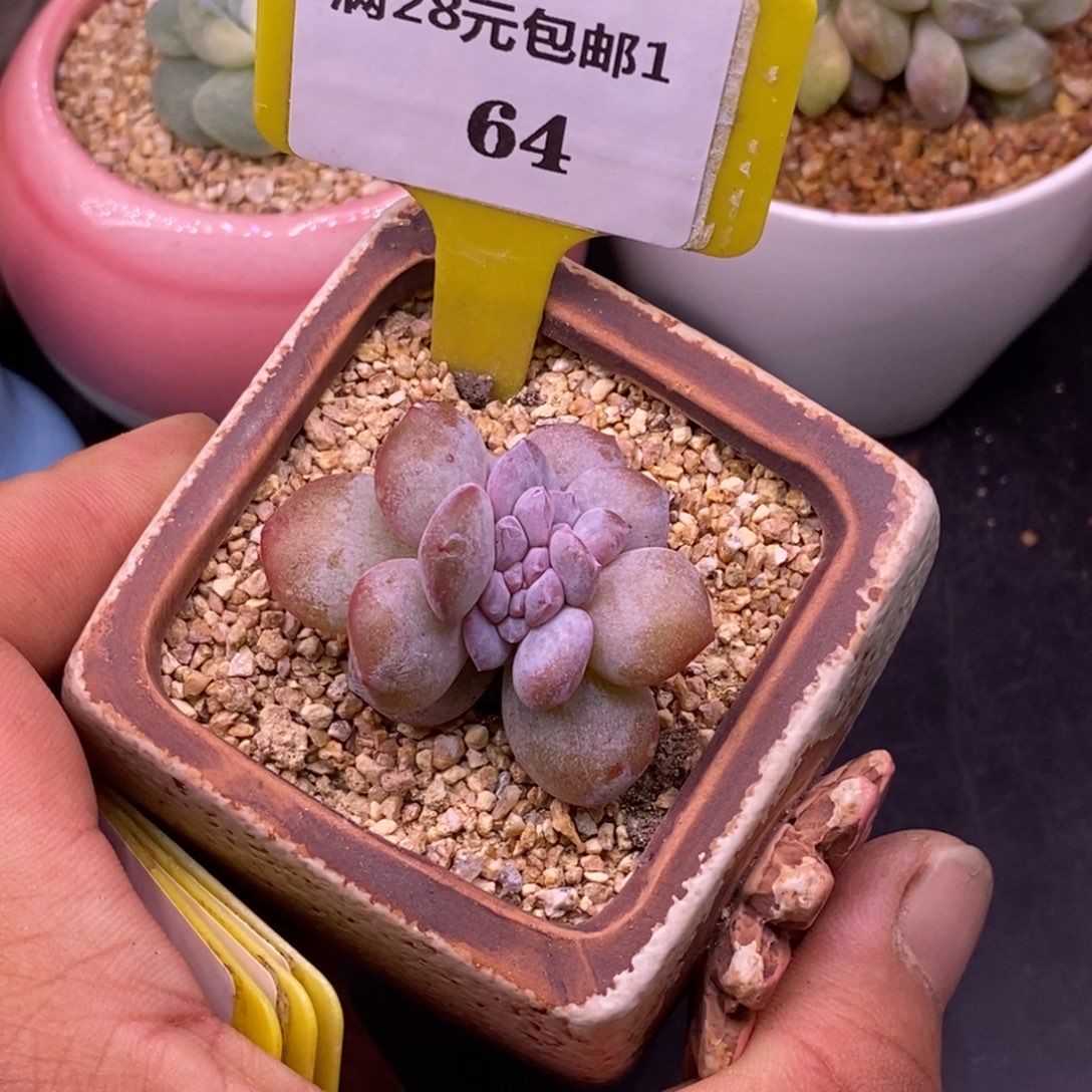 164奶茶缀化多肉…………