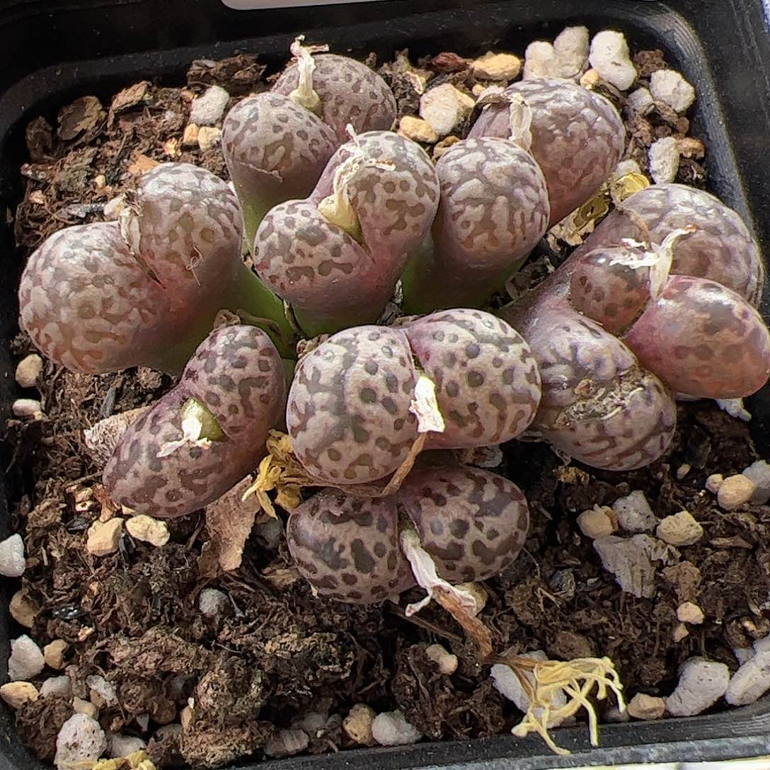 【闪购商品】116 开播福利