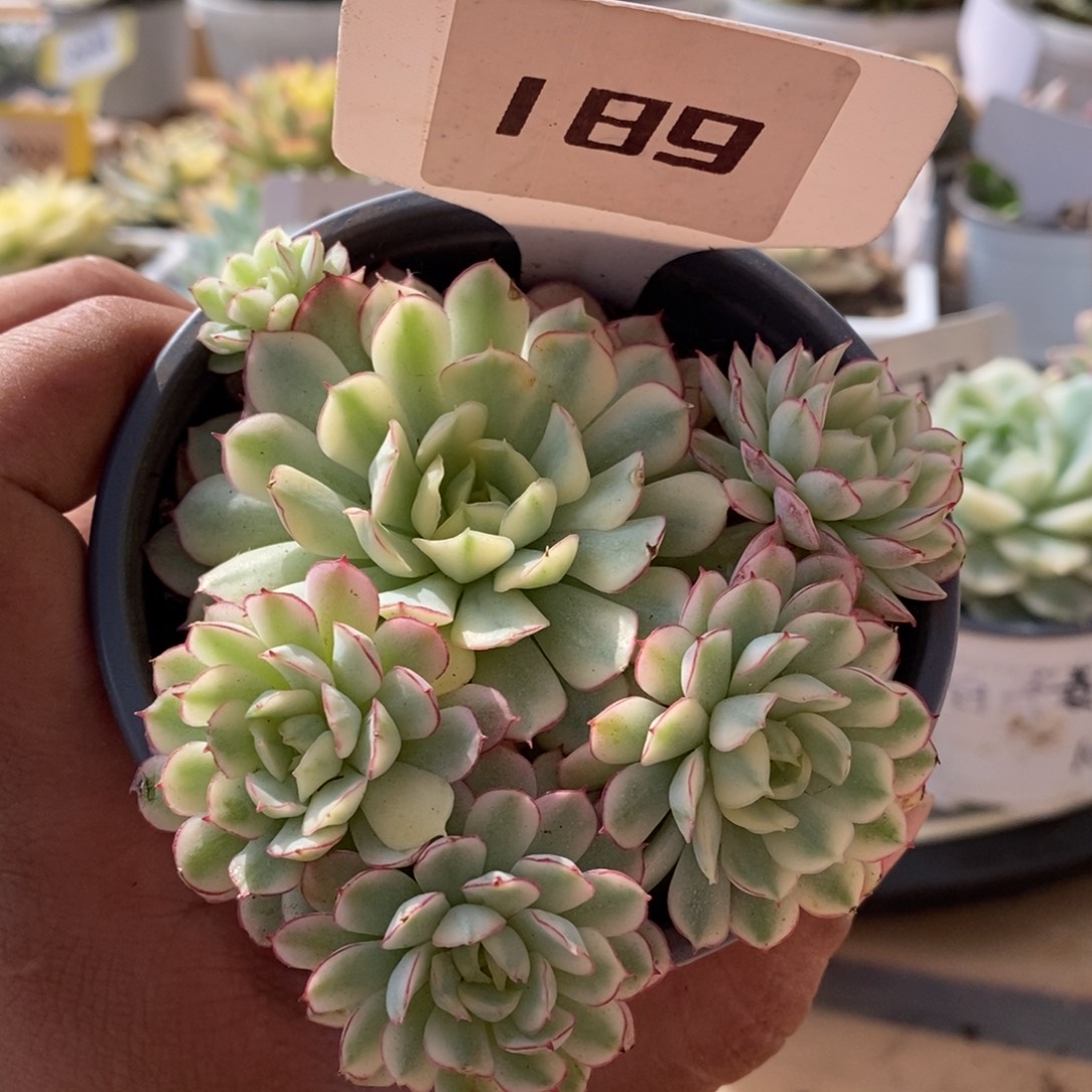 189梦幻玫瑰哈哈哈哈