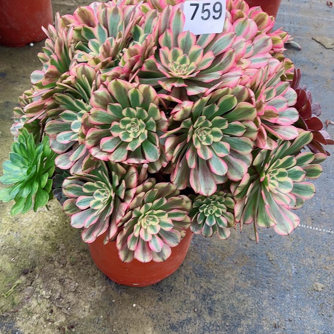 无花朵舫多肉植物759