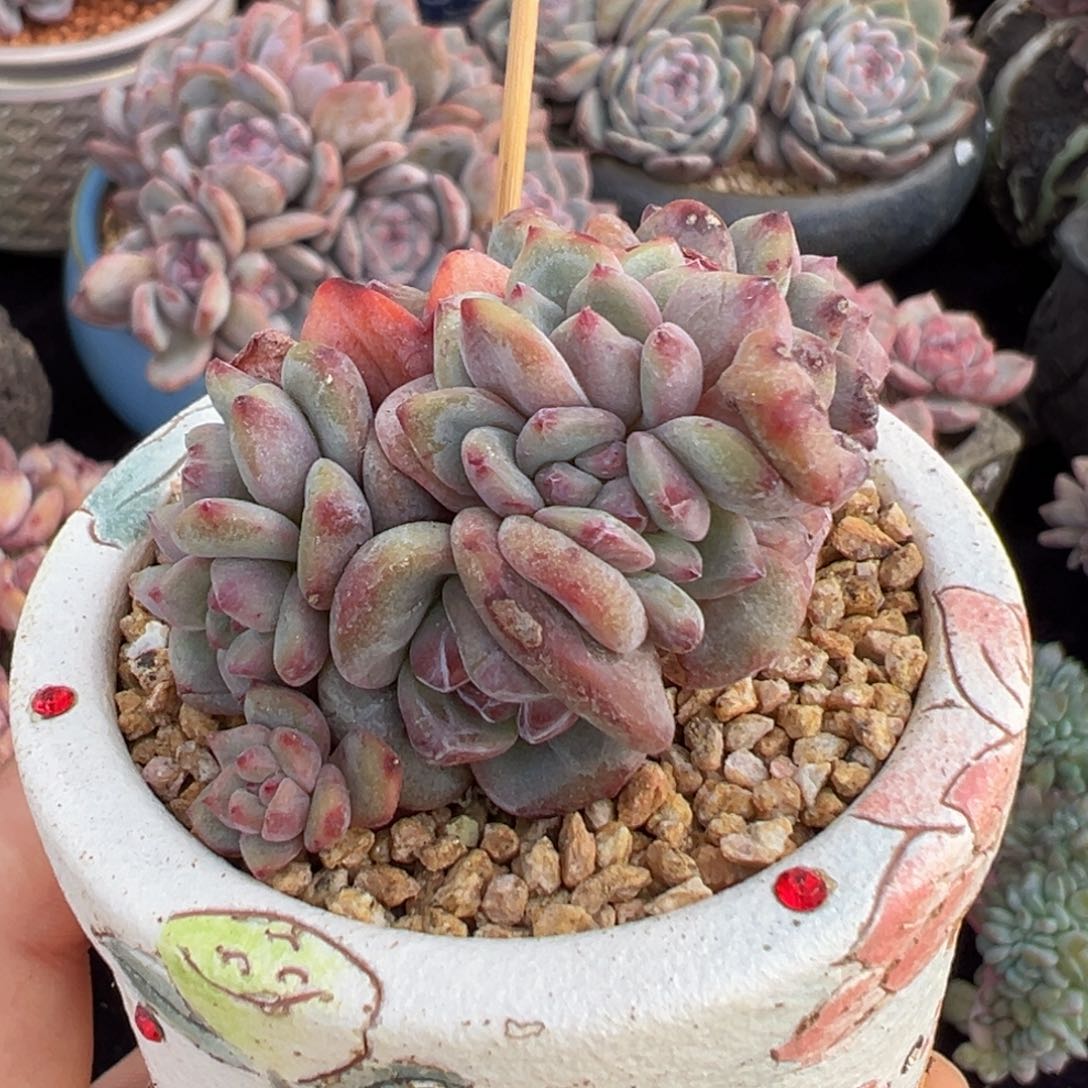 新年快乐 新年快乐