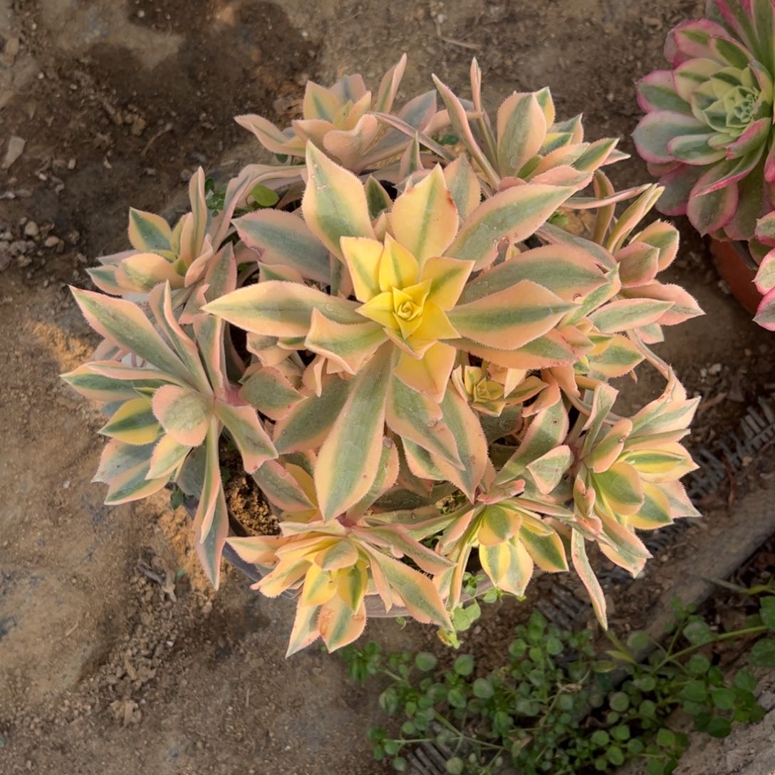 381多肉植物枫叶锦